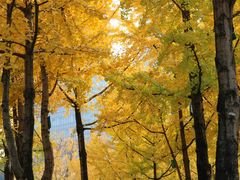 -重庆市江北嘴中央商务区中央公园