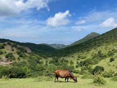 -大姆山草场