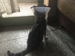 出院后-纳吉亚猫专科动物医院博雅分院