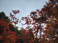 -广州市帽峰山景区