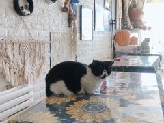 -平行世界·猫咖(首经贸店)