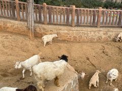 -石家庄市动物园