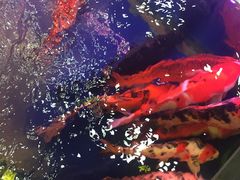 -苏州艺都古玩花鸟市场
