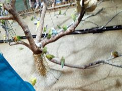 -上海大自然野生昆虫馆(东方明珠·爬宠昆虫探索中心)