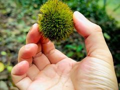 -上海佘山国家森林公园天马山园