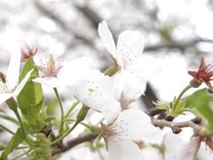 -西北湖绿化广场