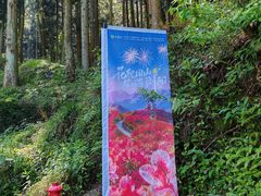 -大围山国家森林公园