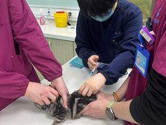 -北京观赏动物医院·24小时大型综合·猫专科·异宠专科
