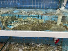 水产区-双海酒店·海鲜家常菜(南戴河店)
