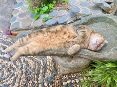 -喵屿·大理花园猫咖