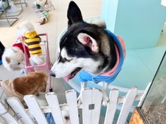 -怪兽屋·羊驼·猫咖·狗咖(俊华广场店)