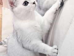 -达爱动物医院·犬猫分区·CT·复杂眼科(远洋山水分院)