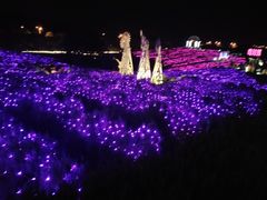 -大塘金香草谷