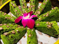 艾香青汁糕-阿露佳·舌尖上的安吉菜