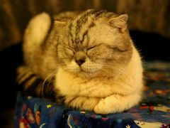 android_upload_pic-猫色咖啡·猫咖
