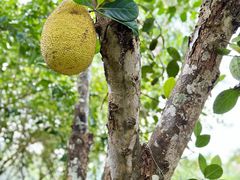 -中国科学院西双版纳热带植物园