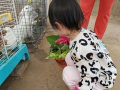 -前小桔亲子创意农场·草莓采摘·露营烧烤