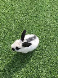 -萌宠亲子动物乐园(槐房万达店)