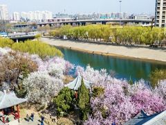 -桃花堤公园