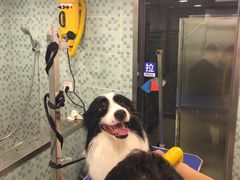 -PETKIT小佩宠物(古北店)