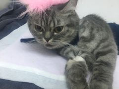 -关爱宠物医院·猫科中心·消化科(滨湖万达分院)