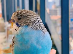 -怪兽屋·羊驼·猫咖·狗咖(俊华广场店)