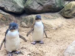 -费瑟代尔野生动物园