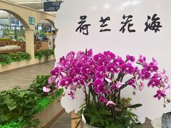 -荷兰花海