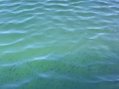 -蓝湾碧波·老字号·疍家非遗海上餐厅