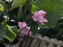 -花之城