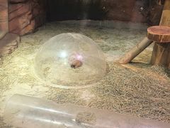 -正佳雨林生态植物园