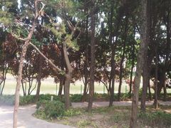 -嘉定紫藤园