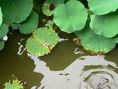 -龙头寺公园