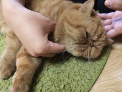 -猫和宫(六道口店)
