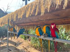 -西霞口神雕山野生动物世界