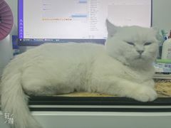 -喵zoo家庭繁育猫舍(尖东智能花园店)