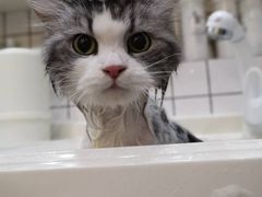 -猫大福·Fortune Cat猫舍(百子湾店)