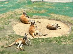 -西霞口神雕山野生动物世界