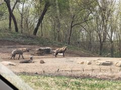 -北京野生动物园