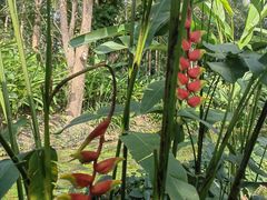 -中国科学院西双版纳热带植物园