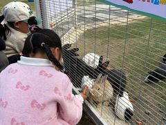 -合肥滨湖国家森林公园