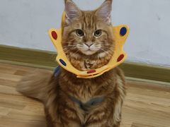 -爱妮康宠物医院·干细胞免疫细胞·肿瘤·心脏(张江店)