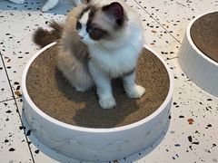 -喵喵咪呀布偶猫咖(春熙路店)