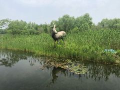 -溱湖国家湿地公园