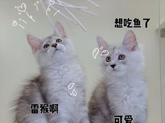 -十年猫舍·猫咪专门店(普陀店)