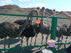 -新疆天山野生动物园