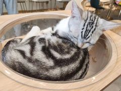 -飞行喵MR PILOT|猫舍·猫咖(静安大融城店)