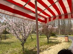 -黄海国家森林公园