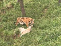 -西霞口神雕山野生动物世界