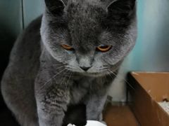 -安安宠医·臻爱宠物医院(簇锦北路分院)